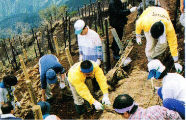 当時の植樹風景
